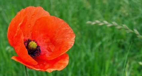 mohn – Kopie